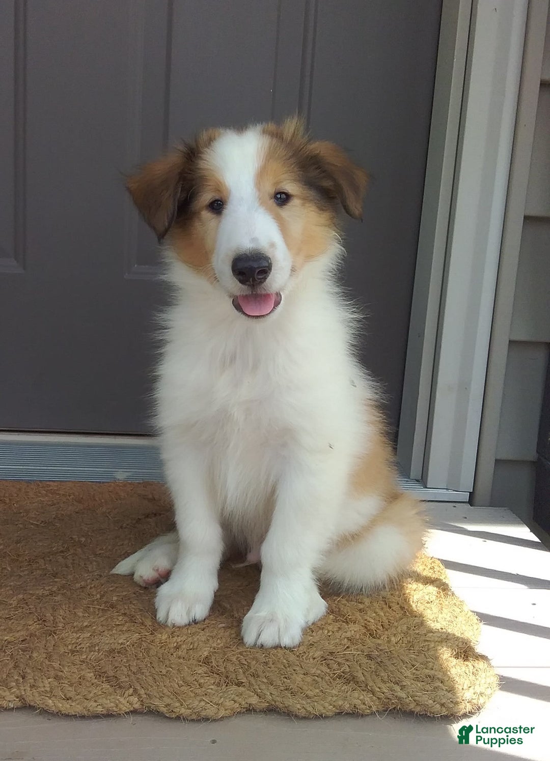 Collie dogs for sale: Bandit - Image 3