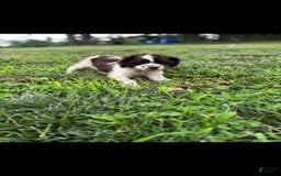 Cocker Spaniel dogs for sale: Cappuccino. - Image 2