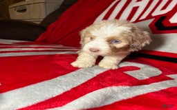 Mini Aussiedoodle dogs for sale: Sunny - Image 7