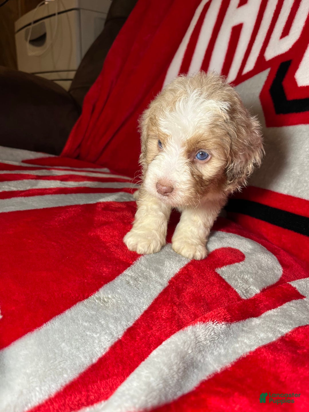 Mini Aussiedoodle dogs for sale: Sunny - Image 7