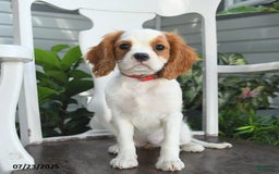 Cavalier King Charles Spaniel dogs for sale: Brookie - Image 9