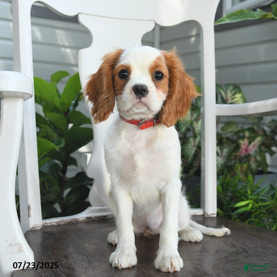 Cavalier King Charles Spaniel dogs for sale: Brookie - Image 9
