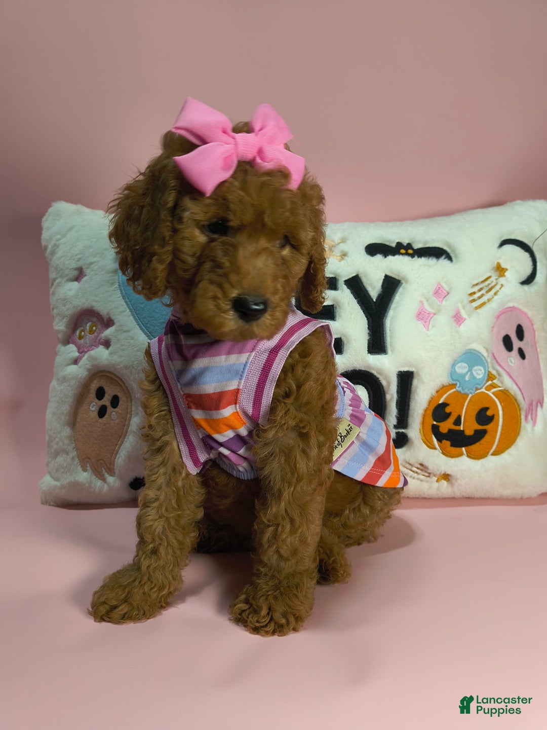 Mini Goldendoodle dogs for sale: Isley - Image 5