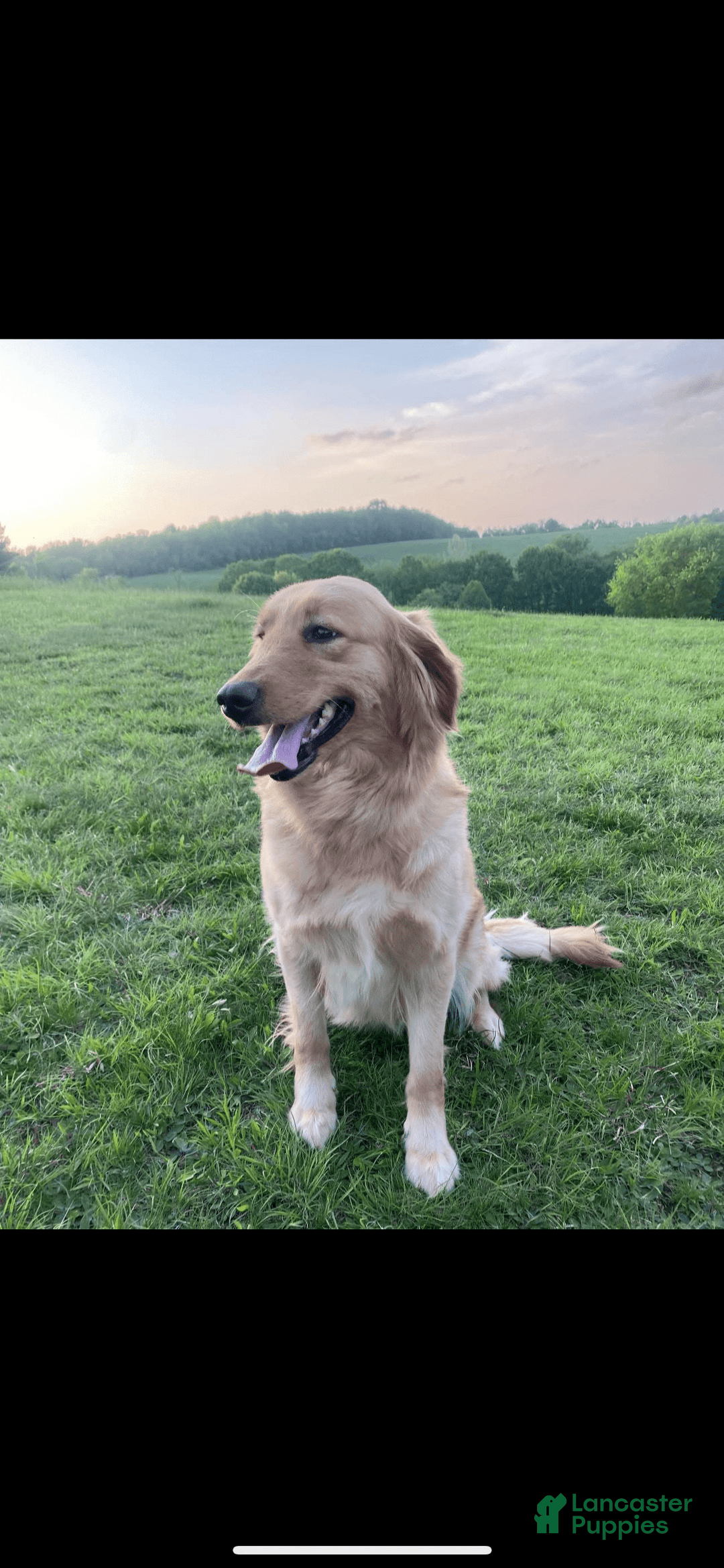 Goldendoodle dogs for sale: Skye - Image 4