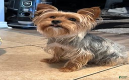 Yorkshire Terrier dogs for sale: Blue - Image 3