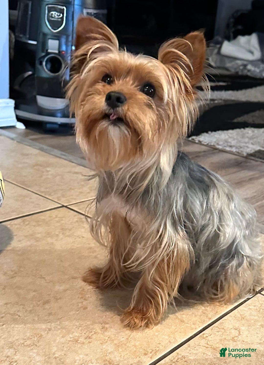 Yorkshire Terrier dogs for sale: Blue - Image 3