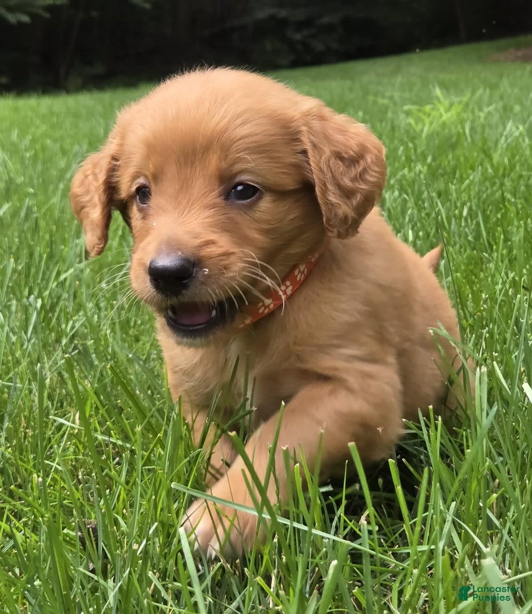 Goldendoodle dogs for sale: Robyn - Image 6