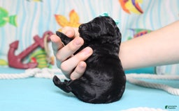 Mini Bernedoodle dogs for sale: Mini Bernedoodle 6 puppies - Image 24