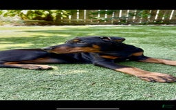 Doberman Pinscher dogs for sale: Jet Euro Championship Line Doberman - Image 7