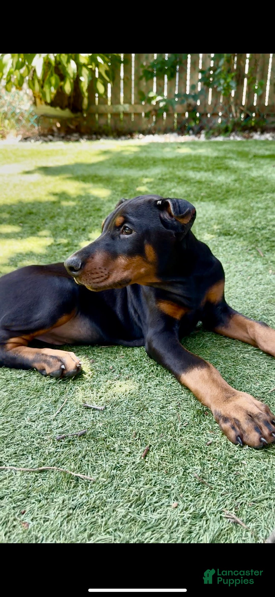 Doberman Pinscher dogs for sale: Jet Euro Championship Line Doberman - Image 7