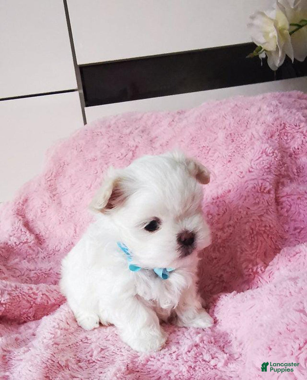 Maltese dogs for sale: Reece - Image 5