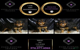 Cavalier King Charles Spaniel dogs for sale: Birdie - Image 2