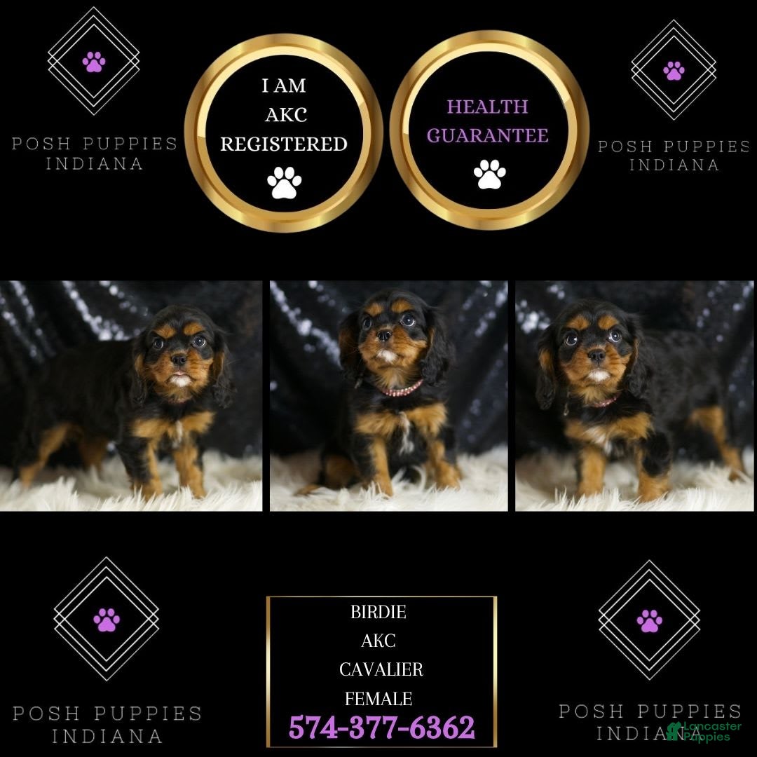 Cavalier King Charles Spaniel dogs for sale: Birdie - Image 2