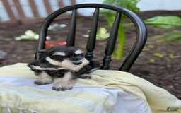 Miniature Schnauzer dogs for sale: Tilford - Image 5