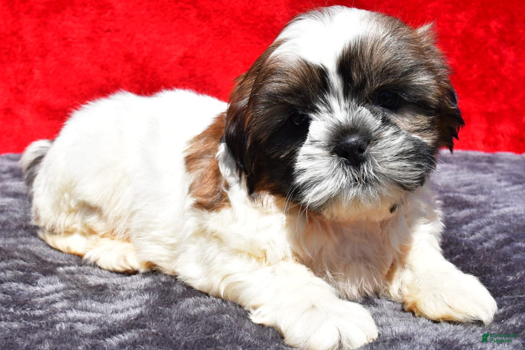 Shih Tzu dogs for sale: Isabella - Image 1
