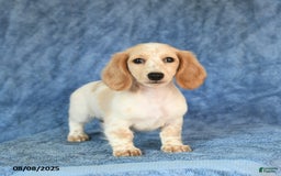 Miniature Dachshund dogs for sale: Sasha - Image 1