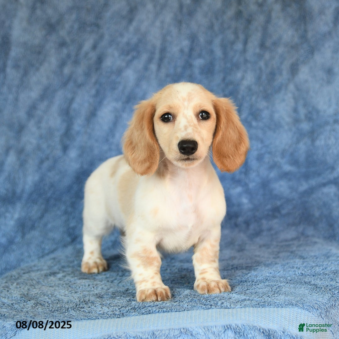 Miniature Dachshund dogs for sale: Sasha - Image 1
