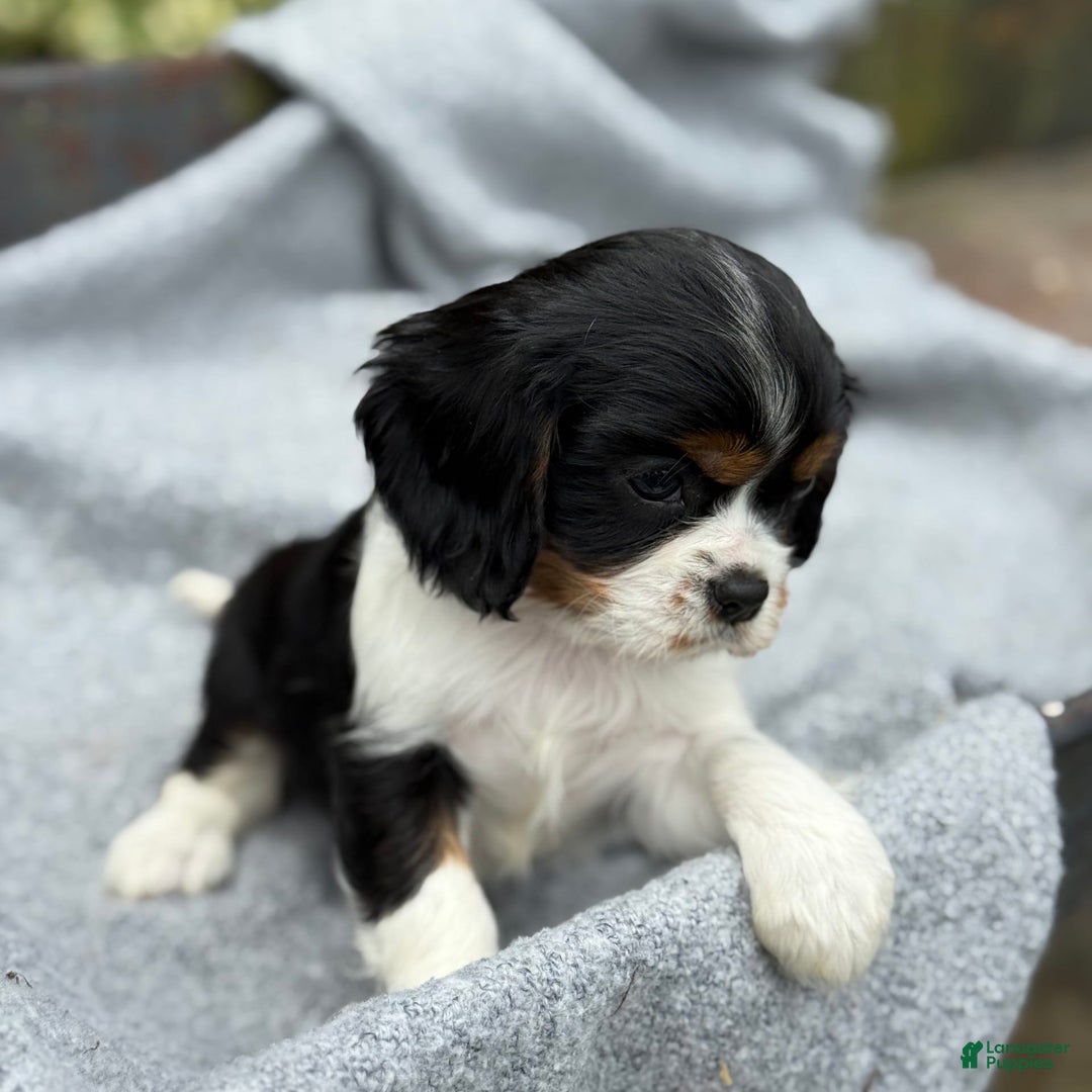 Cavalier King Charles Spaniel dogs for sale: Cody - Image 9