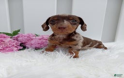 Dachshund dogs for sale: Rocky - Image 3