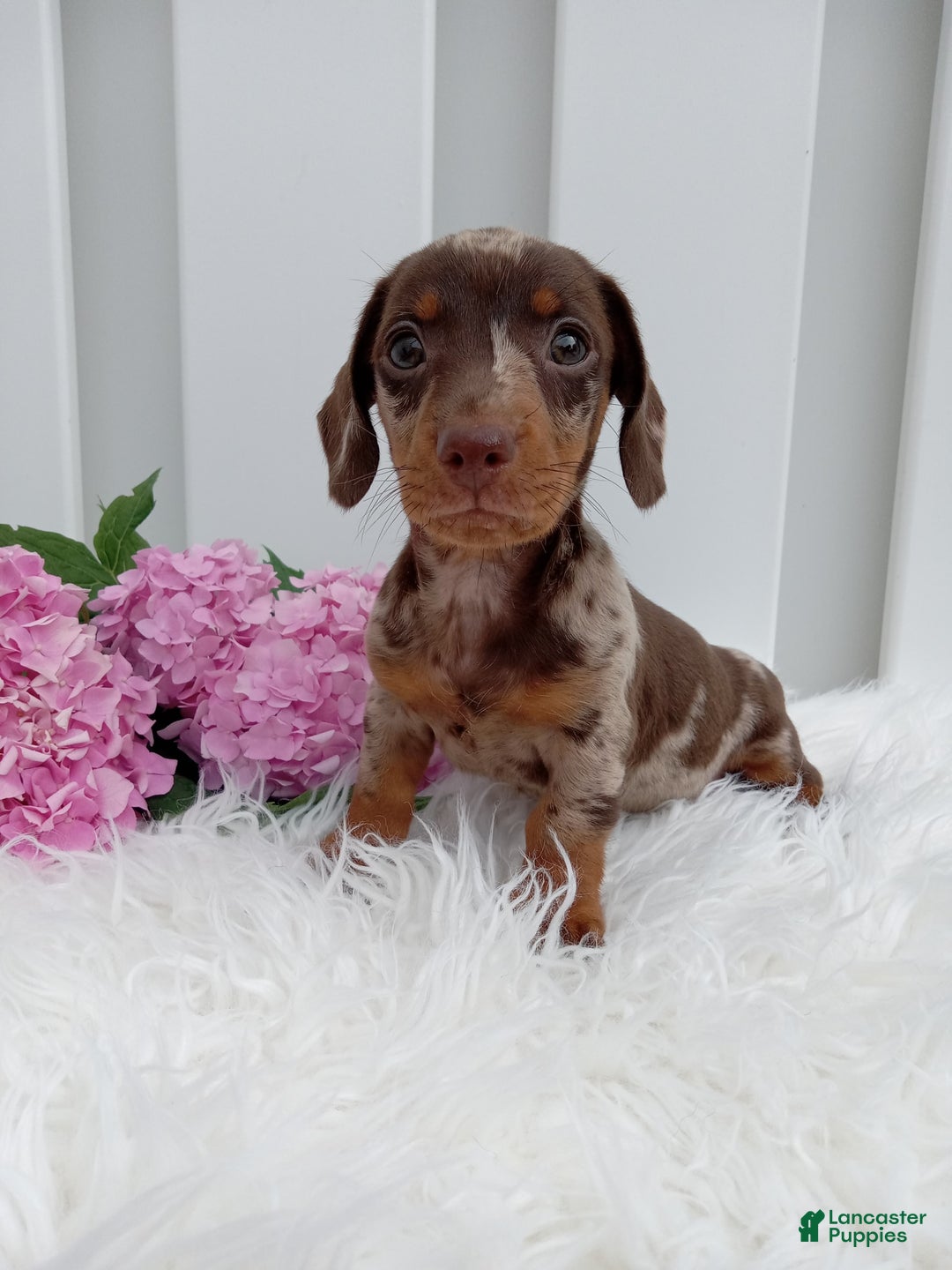 Dachshund dogs for sale: Rocky - Image 3