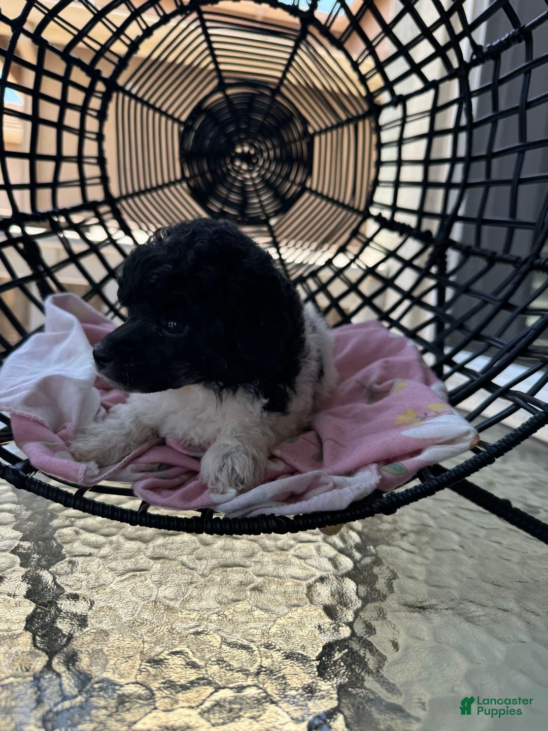 Miniature Poodle dogs for sale: Iron Man - Image 2