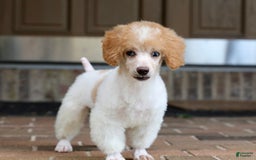 Miniature Poodle dogs for sale: Peanut - Image 10