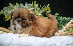 Shih Tzu dogs for sale: Tinkerbell - Image 2