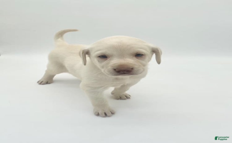 Labrador Retriever dogs for sale - Ad 1