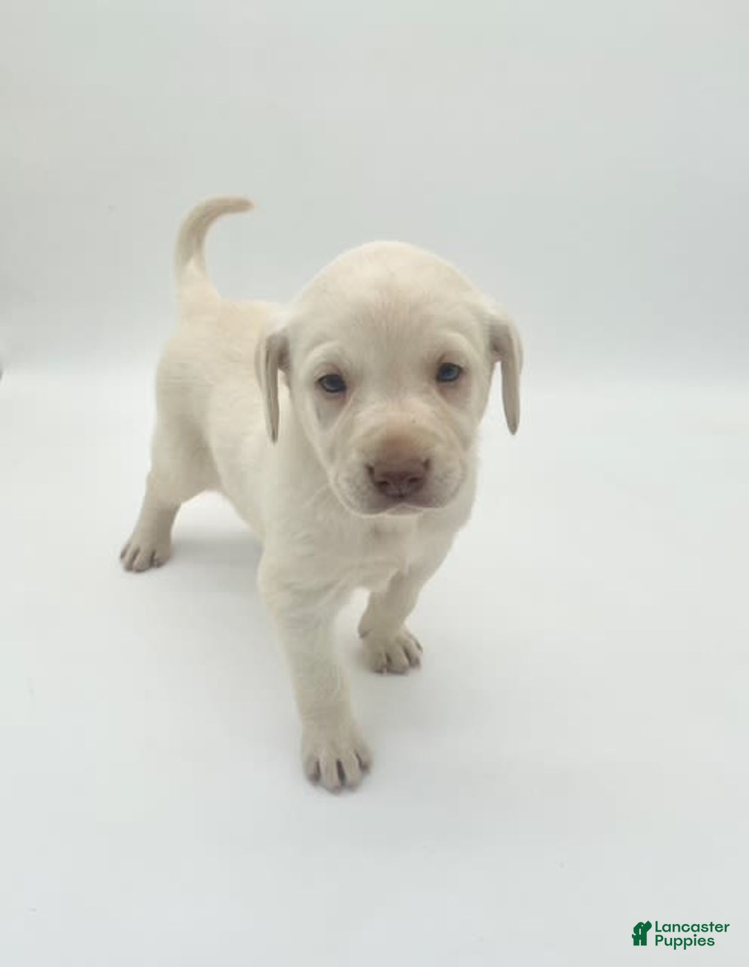 Labrador Retriever dogs for sale: Lenny - Image 1