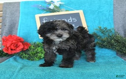 Miniature Poodle dogs for sale: Oakley - Image 18