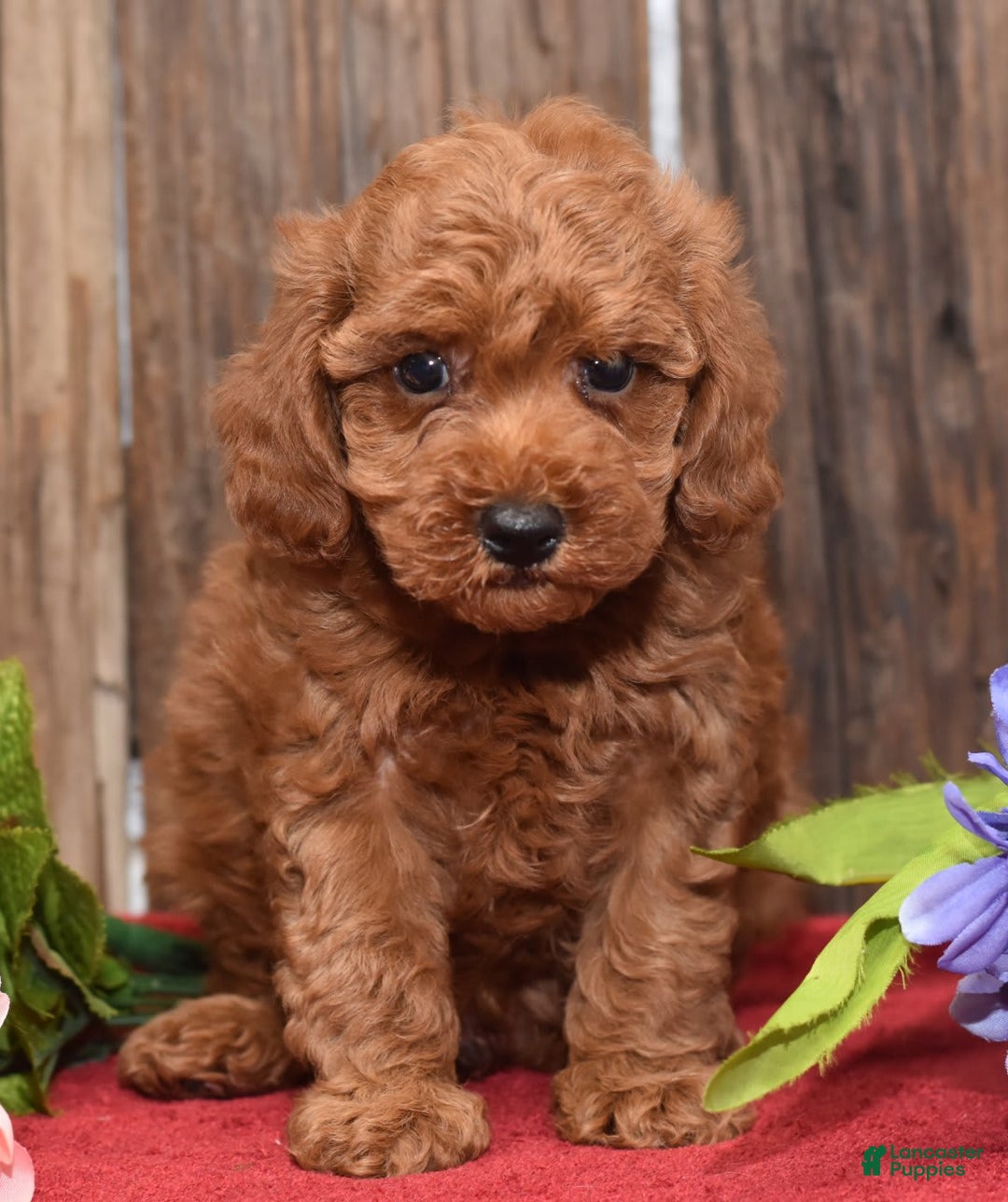 Miniature Poodle dogs for sale: Trotter - Image 10
