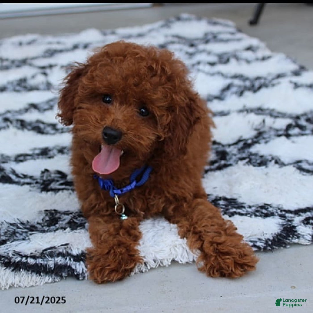 Toy Poodle dogs for sale: Tommy - Image 7