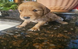 Golden Retriever dogs for sale: Winston - Image 2