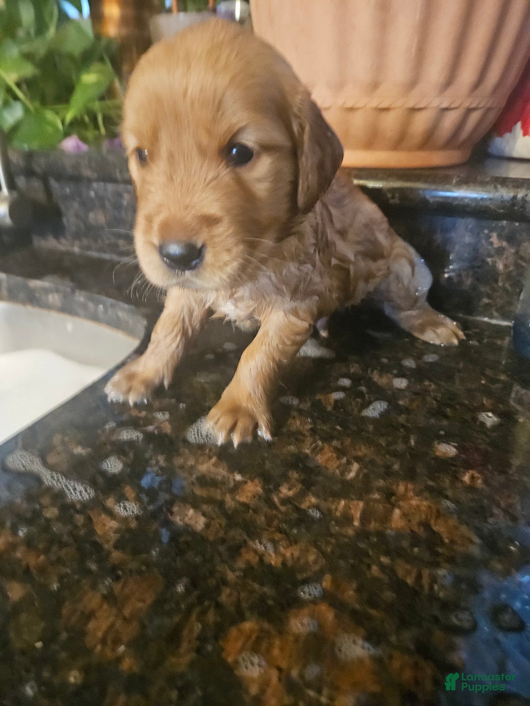 Golden Retriever dogs for sale: Winston - Image 2