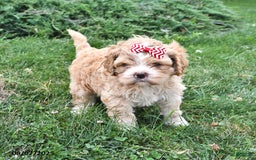 Cavalier King Charles Spaniel dogs for sale: Tina - Image 1