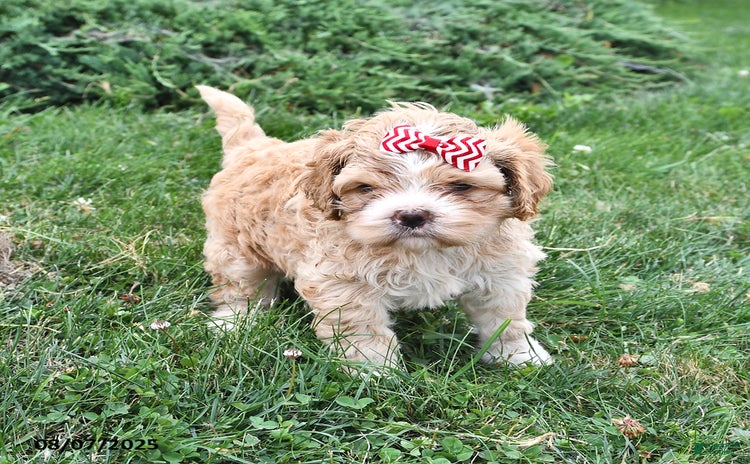 Cavalier King Charles Spaniel dogs for sale - Ad 1