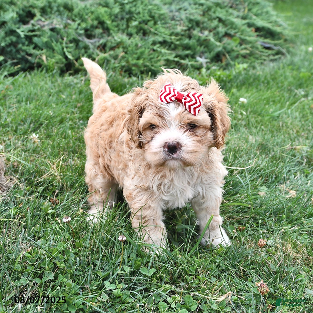 Cavalier King Charles Spaniel dogs for sale: Tina - Image 1