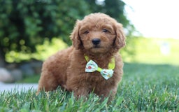 Mini Goldendoodle dogs for sale: Farley - Image 7