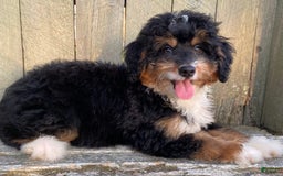 Mini Bernedoodle dogs for sale: 💜 In Boston Massachusetts 💜 Traditional Tri Color 💜 Mini Bernedoodle 💜 - Image 10