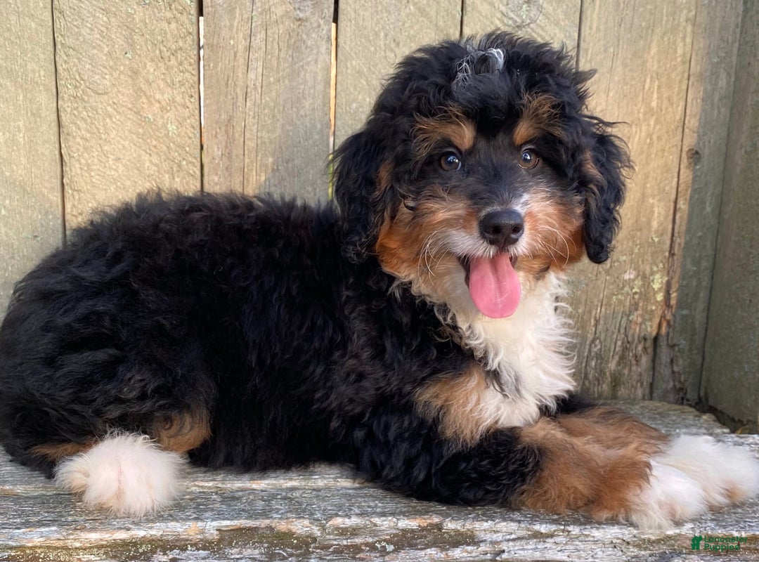 Mini Bernedoodle dogs for sale: 💜 In Boston Massachusetts 💜 Traditional Tri Color 💜 Mini Bernedoodle 💜 - Image 10