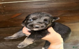 Gerberian Shepsky dogs for sale: Karma - Image 3