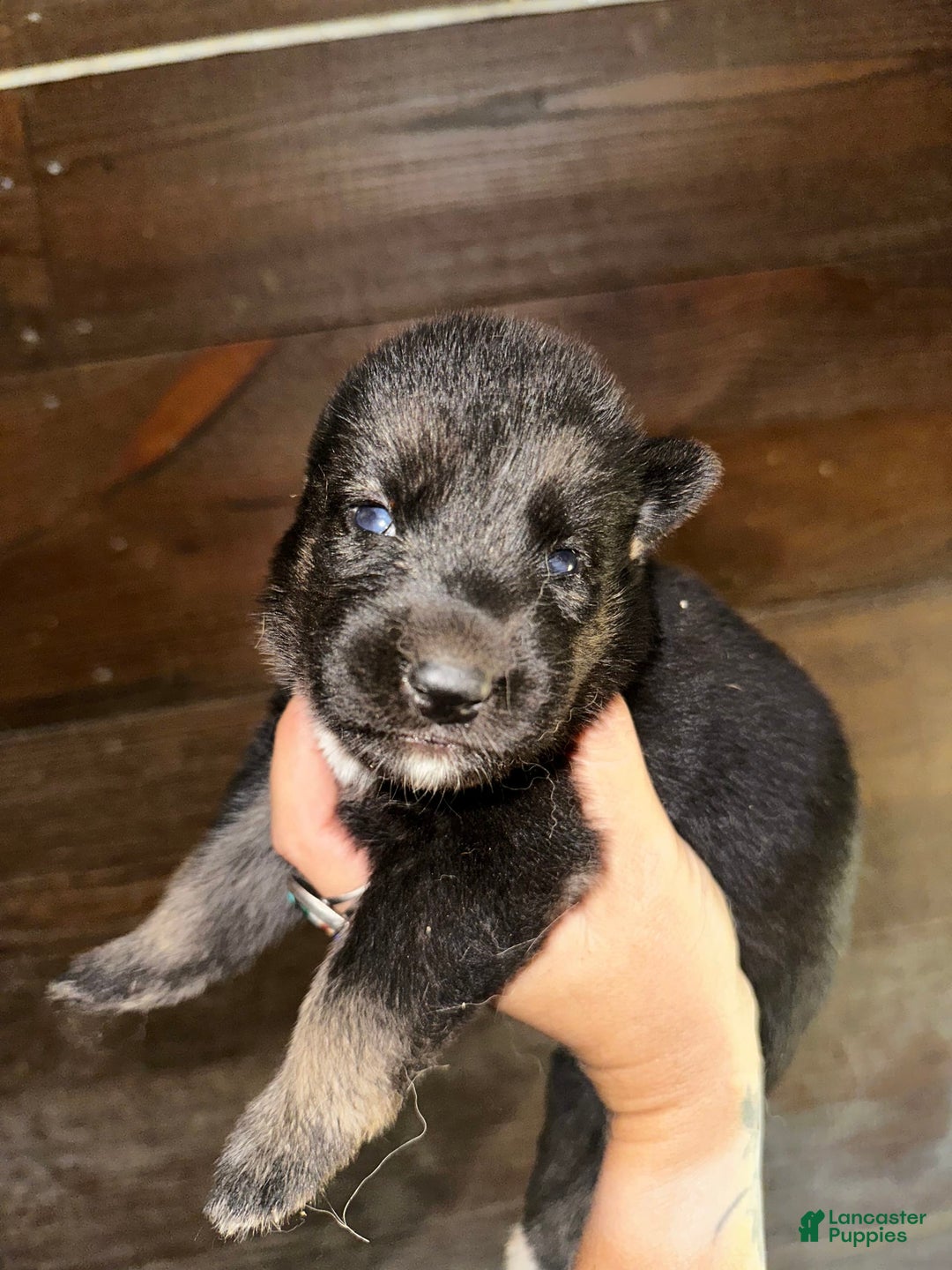 Gerberian Shepsky dogs for sale: Karma - Image 3