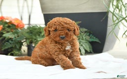 Mini Goldendoodle dogs for sale: Gulliver - Image 5