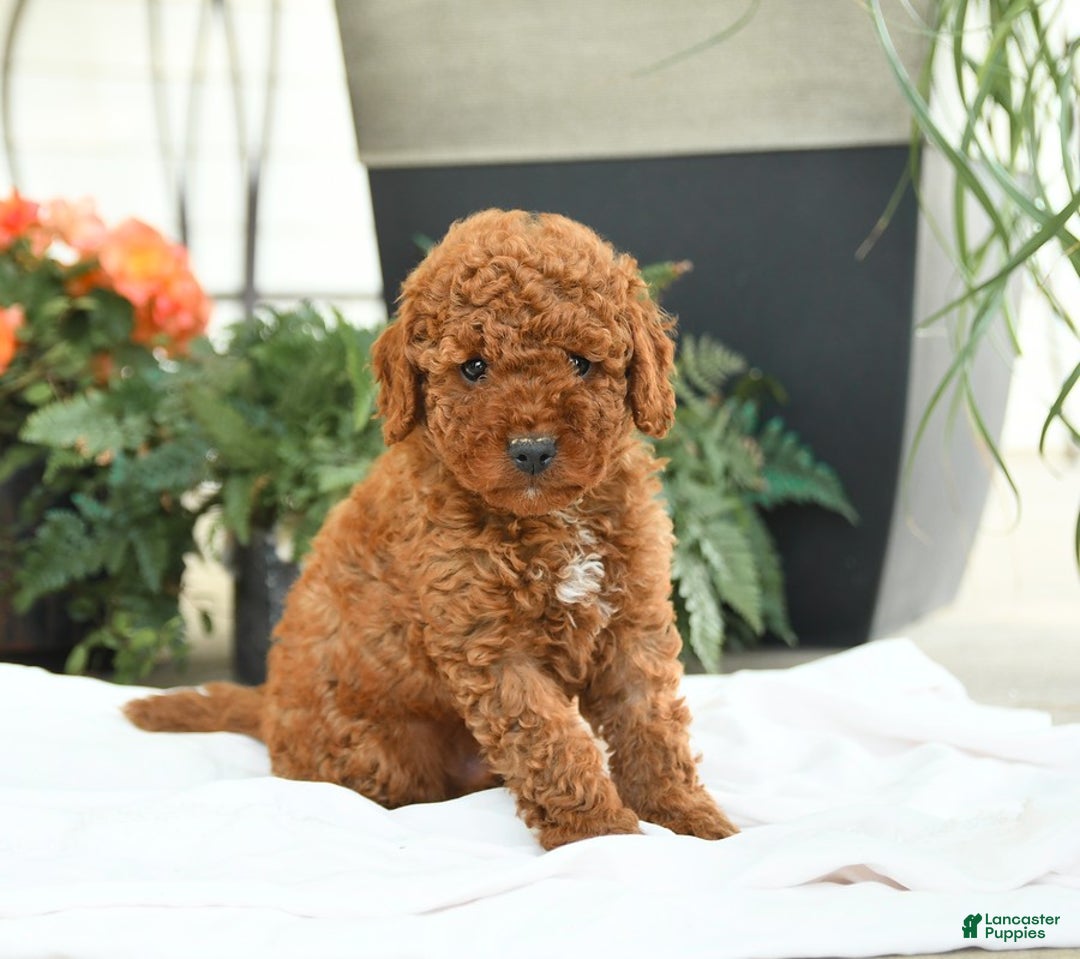 Mini Goldendoodle dogs for sale: Gulliver - Image 5