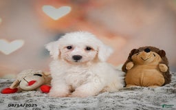 Bichon Frise dogs for sale: Bobby - Image 6