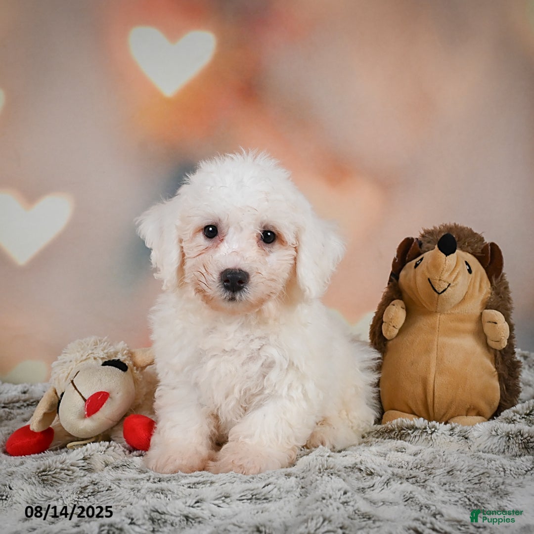 Bichon Frise dogs for sale: Bobby - Image 6