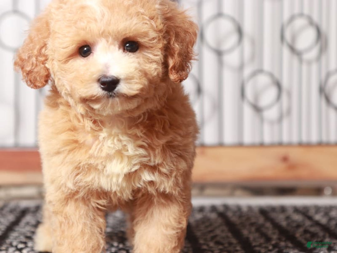 Bichpoo dogs for sale: Mimi - Image 3
