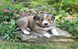 Shetland Sheepdog dogs for sale: Lilly - Image 2