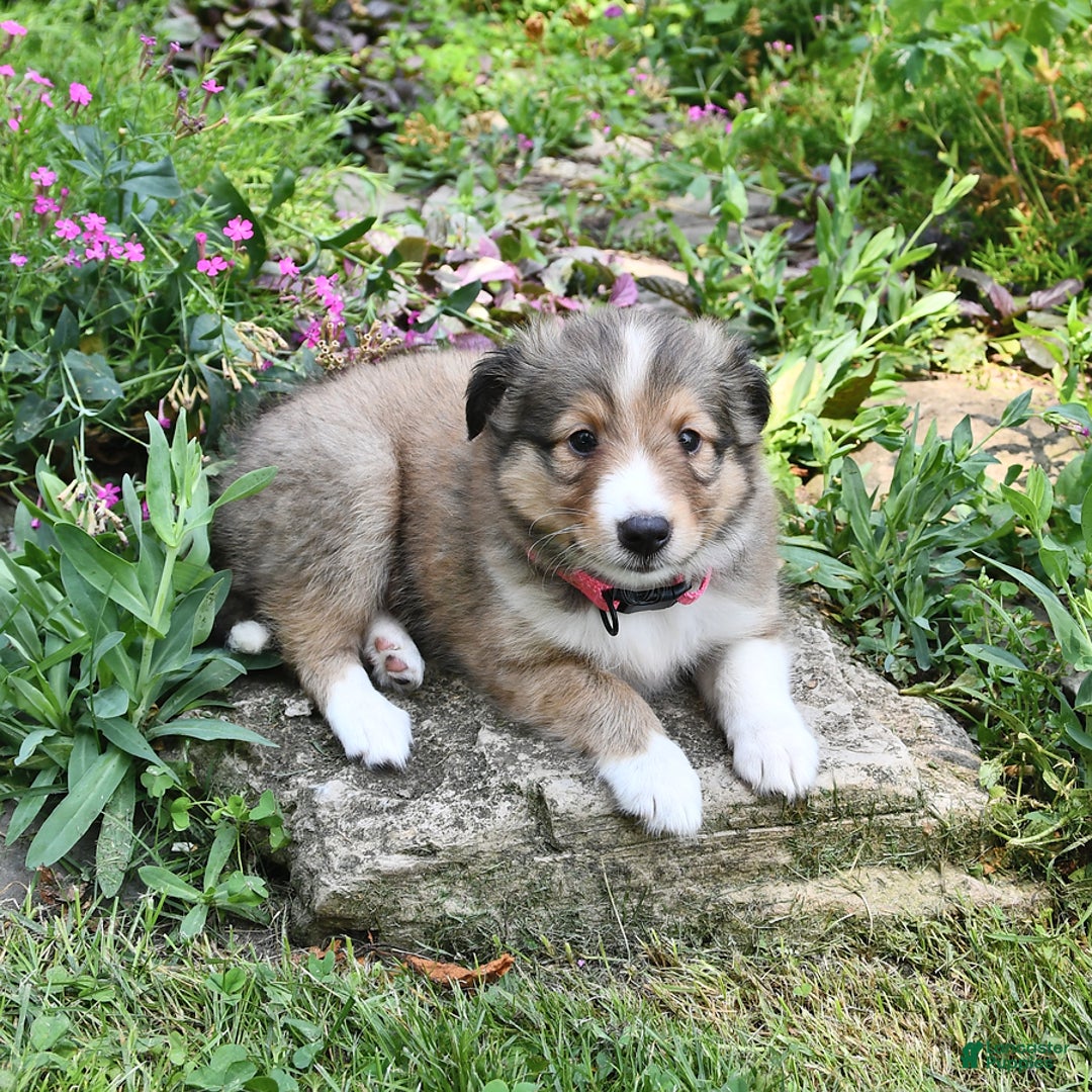 Shetland Sheepdog dogs for sale: Lilly - Image 2