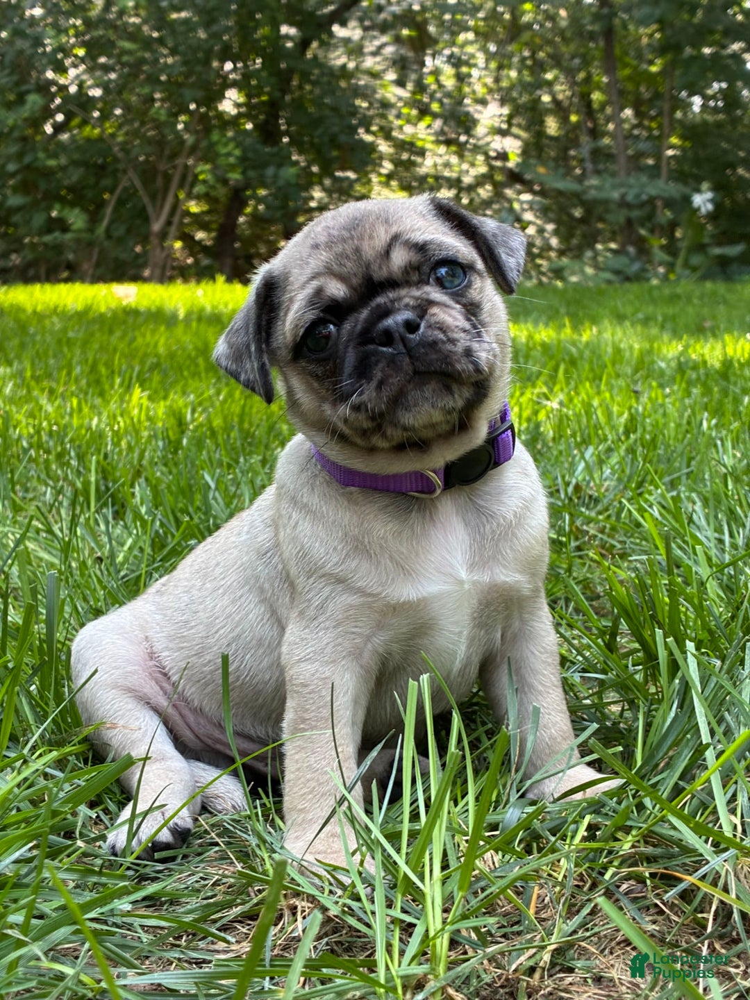 Pug dogs for sale: Oscar - Image 3